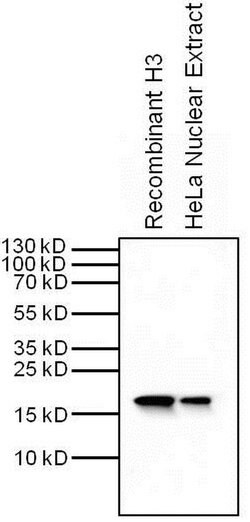 Invitrogen Histone H3 Monoclonal Antibody (1HH3-3E1) 50 &mu;L; Unconjugated:Antibodies,