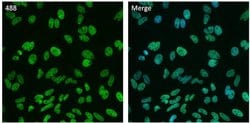 Invitrogen Histone H3 Recombinant Rabbit Monoclonal Antibody (17H2L9),