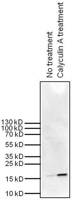 Invitrogen Phospho-Histone H3 (Ser10) Monoclonal Antibody (3HH3-4C8) 50