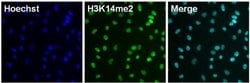 Invitrogen H3K14me2 Monoclonal Antibody (5HH3-2B10) 50 &mu;L; Unconjugated:Antibodies,