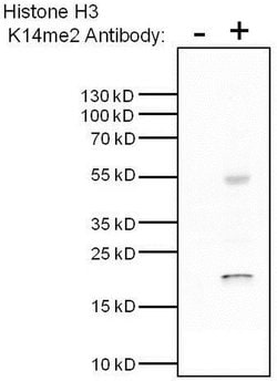 Invitrogen H3K14me2 Monoclonal Antibody (5HH3-2B10) 50 &mu;L; Unconjugated:Antibodies,
