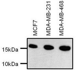 Invitrogen H3K14me2 Monoclonal Antibody (5HH3-2B10) 50 &mu;L; Unconjugated:Antibodies,