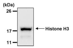 Invitrogen Histone H3 Monoclonal Antibody (E.960.2) 100 &mu;L; Unconjugated:Antibodies,