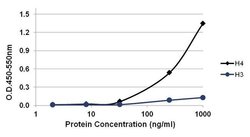 Invitrogen Histone H4 Monoclonal Antibody (3HH4-4G8) 50 &mu;L; Unconjugated:Antibodies,