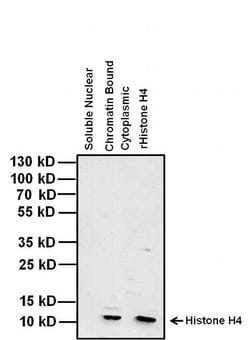 Invitrogen Histone H4 Monoclonal Antibody (3HH4-4G8) 50 &mu;L; Unconjugated:Antibodies,