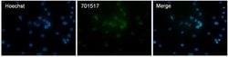 Invitrogen Histone H3 Recombinant Rabbit Monoclonal Antibody (24HC2 LC12)
