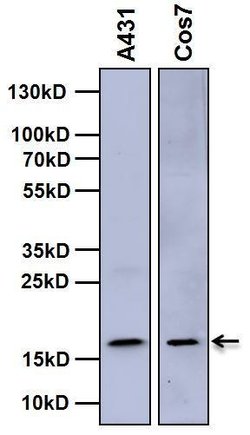 Invitrogen Histone H3 Monoclonal Antibody (865R2) 100 &mu;g; Unconjugated:Antibodies,