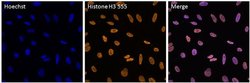 Invitrogen Histone H3 Recombinant Rabbit Monoclonal Antibody (17H2L9),
