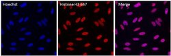 Invitrogen Histone H3 Recombinant Rabbit Monoclonal Antibody (17H2L9),