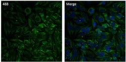 Invitrogen&trade;&nbsp;HSP60 Monoclonal Antibody (4B9/89), Alexa Fluor&trade; 488