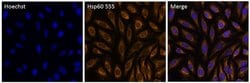 Invitrogen HSP60 Monoclonal Antibody (4B9/89), Alexa Fluor 555 50 &mu;L;