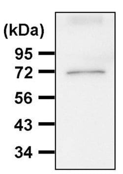 Invitrogen HSP70 Monoclonal Antibody (C92F3A-5) 100 &mu;g; Unconjugated:Antibodies,
