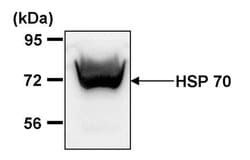 Invitrogen HSP70 Monoclonal Antibody (2A4) 100 &mu;L; Unconjugated:Antibodies,