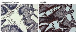 Invitrogen HSP90 alpha Polyclonal Antibody 100 &mu;g; Unconjugated:Antibodies,