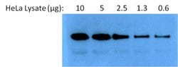 Invitrogen HSP90 alpha Polyclonal Antibody 100 &mu;g; Unconjugated:Antibodies,