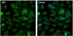 Invitrogen HSP90 beta Polyclonal Antibody, Alexa Fluor 488 50 &mu;L; Alexa