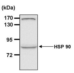 HSP90 alpha Monoclonal Antibody (3G3), Invitrogen 400 &mu;L; Unconjugated:Antibodies,