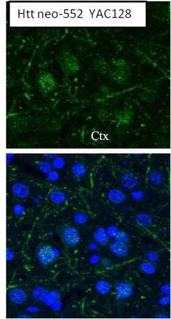 Huntingtin Polyclonal Antibody, Invitrogen&trade; 100 &mu;L; Unconjugated 