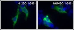 Invitrogen Huntingtin Polyclonal Antibody 100 &mu;L; Unconjugated:Antibodies,