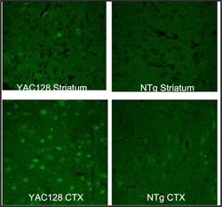 Invitrogen Huntingtin Polyclonal Antibody 100 &mu;L; Unconjugated:Antibodies,