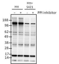 Invitrogen Phospho-Huntingtin (Ser421) Polyclonal Antibody 100 &mu;L; Unconjugated:Antibodies,