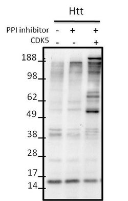 Phospho-Huntingtin (Ser434) Rabbit anti-Human, Mouse, Polyclonal, Invitrogen 100 &mu;L | Buy Online | Thermo Scientific | Fisher Scientific