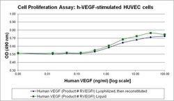 Invitrogen Human VEGF-165 Recombinant Protein 20 &mu;g; Unlabeled:Rekombinante