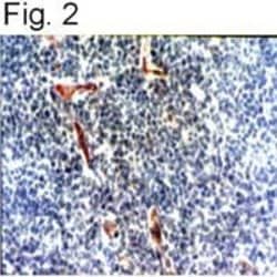 Invitrogen HHV-6 Envelope Monoclonal Antibody (F59G) 1 mL; Unconjugated:Antibodies,