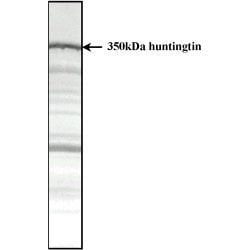 Invitrogen Huntingtin Monoclonal Antibody (HDC8A4) 100 &mu;g; Unconjugated:Antibodies,
