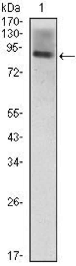 Invitrogen ICAM-1 Monoclonal Antibody (6G12) 100 &mu;L; Unconjugated:Antibodies,