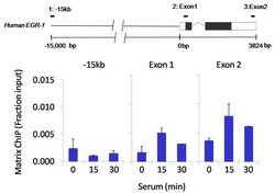 Invitrogen ICAM-1 Recombinant Superclonal Antibody (9HCLC) 100 &mu;g; Unconjugated:Antibodies,