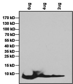 Invitrogen IGF1 Polyclonal Antibody 200 &mu;g; Unconjugated:Anticorps,
