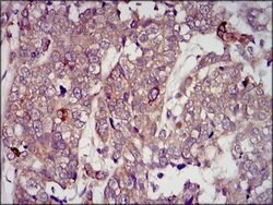 Invitrogen IGF2 Monoclonal Antibody (8H1) 100 &mu;g; Unconjugated:Antibodies,