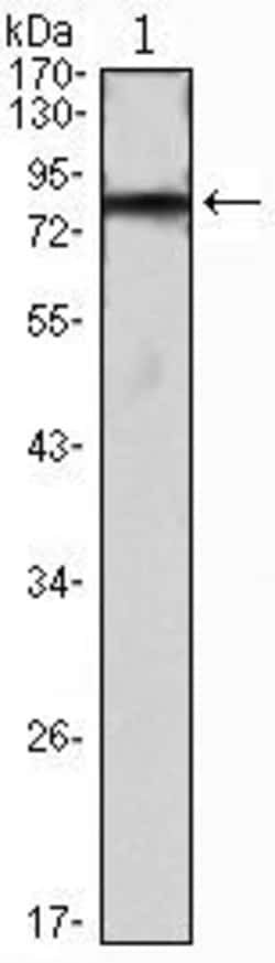 Invitrogen IHOG Monoclonal Antibody (3G8) 100 &mu;L; Unconjugated:Antibodies,