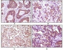 Invitrogen IKK beta Monoclonal Antibody (10A2C5B3) 100 &mu;L; Unconjugated:Antibodies,