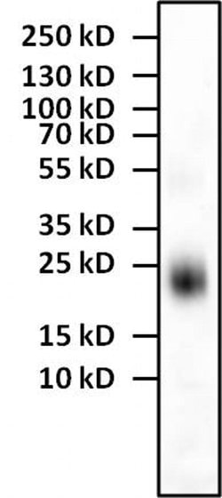 Invitrogen IL-4 Monoclonal Antibody (E10021) 500 &mu;g; Unconjugated:Antibodies,