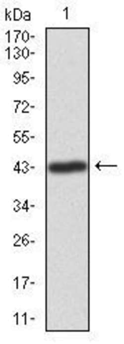 Invitrogen ILK Monoclonal Antibody (3A9) 100 &mu;L; Unconjugated:Antibodies,