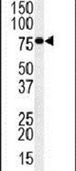 INO80D Rabbit anti-Human, Mouse, Polyclonal, Invitrogen 400 &mu;L; Unconjugated:Antibodies,
