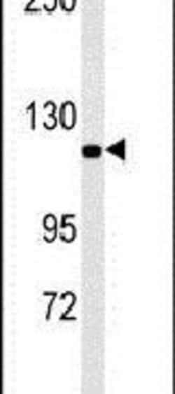 Importin 7 Rabbit anti-Human, Mouse, Polyclonal, Invitrogen 400 &mu;L;