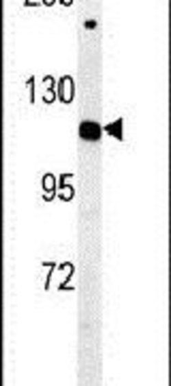 Importin 7 Rabbit anti-Human, Mouse, Polyclonal, Invitrogen 400 &mu;L;
