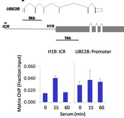 Invitrogen IRAK4 Recombinant Rabbit Monoclonal Antibody (12H2L6) 100 &mu;g | Buy Online | Invitrogen&trade; | Fisher Scientific