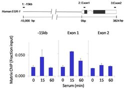 Invitrogen IRAK4 Recombinant Rabbit Monoclonal Antibody (12H2L6) 100 &mu;g | Buy Online | Invitrogen&trade; | Fisher Scientific