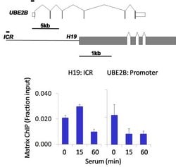 Invitrogen IRF2 Recombinant Rabbit Monoclonal Antibody (B-80 H53L46) 100