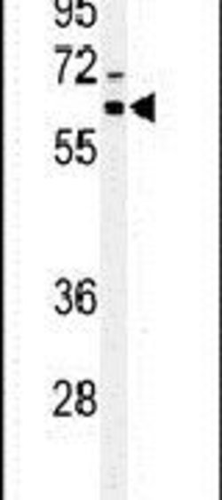 IRGQ Rabbit anti-Human, Polyclonal, Invitrogen 400 &mu;L; Unconjugated:Antibodies,