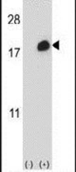 ISG15 Rabbit anti-Human, Polyclonal, Invitrogen 400 &mu;L; Unconjugated:Antibodies,