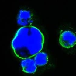 Invitrogen ISL1 Monoclonal Antibody (1H9) 100 &mu;L; Unconjugated:Antibodies,