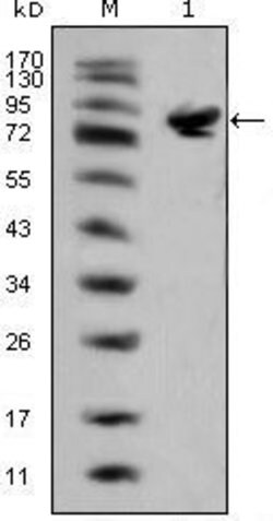 Invitrogen ISL1 Monoclonal Antibody (1H9) 100 &mu;L; Unconjugated:Antibodies,