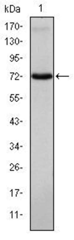 Invitrogen ITK Monoclonal Antibody (5G6) 100 &mu;L; Unconjugated:Antibodies,