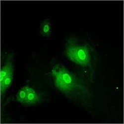 Invitrogen Importin beta-1 Monoclonal Antibody (3E9) 100 &mu;g; Unconjugated:Antibodies,