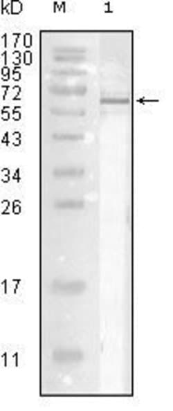 Invitrogen Influenza A NP Monoclonal Antibody (9C11) 100 &mu;L; Unconjugated:Antibodies,